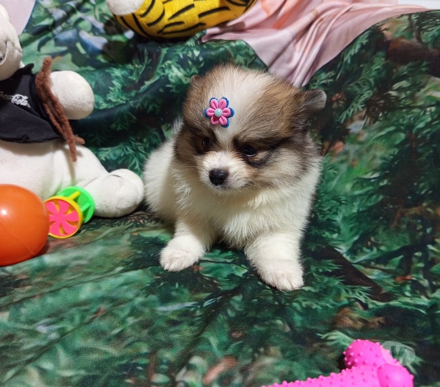 Animais Estimação à Venda Sao Paulo SP Jabaquara - Fotos para Vendo Sptiz Alemão Fêmea Anã