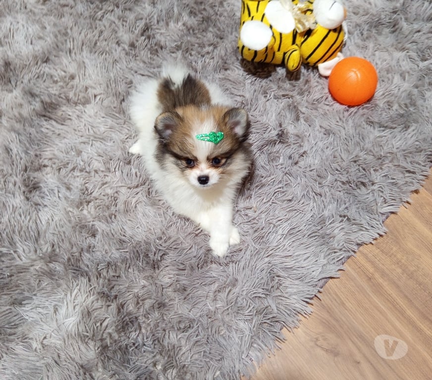 Animais Estimação à Venda Sao Paulo SP Jabaquara - Fotos para Vendo Sptiz Alemão Fêmea Anã