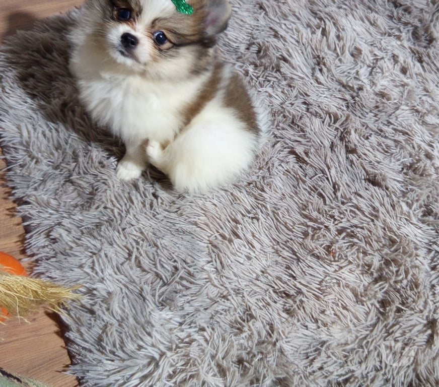 Animais Estimação à Venda Sao Paulo SP Jabaquara - Fotos para Vendo Sptiz Alemão Fêmea Anã