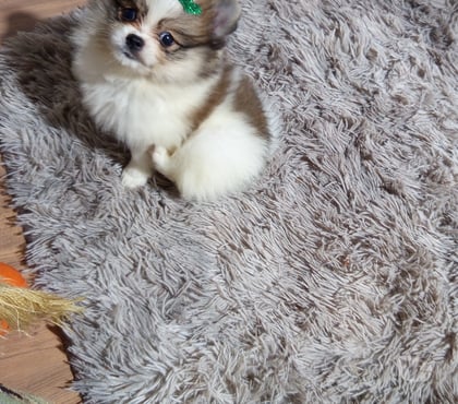 Animais estimação à venda Jabaquara Sao Paulo SP - Fotos para Vendo Sptiz Alemão Fêmea Anã