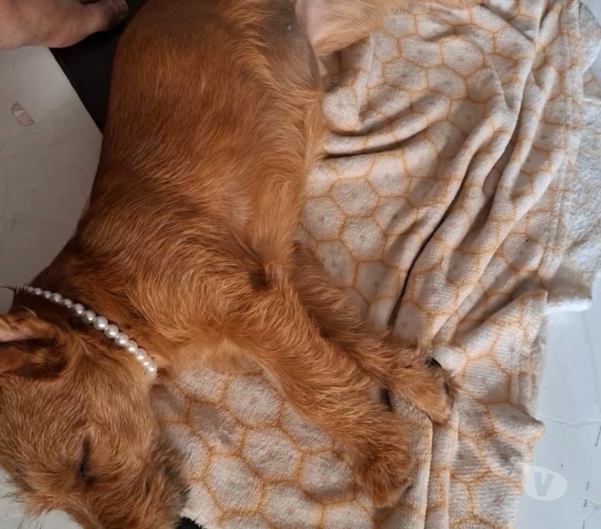 Adoção Animais de Estimação Sao Paulo SP Itaquera - Fotos para Cachorra fêmea para adoção