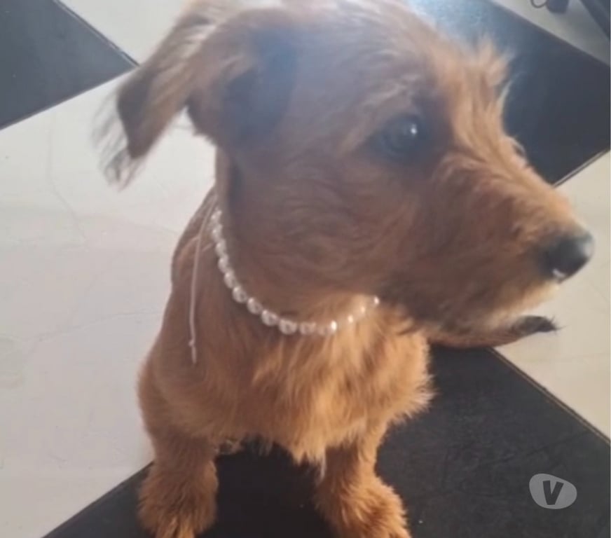 Adoção Animais de Estimação Sao Paulo SP Itaquera - Fotos para Cachorra fêmea para adoção