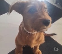 Cachorra fêmea para adoção