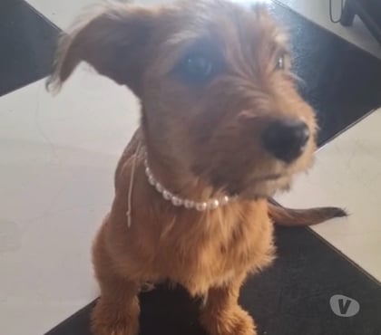 Adoção animais de estimação Itaquera Sao Paulo SP - Fotos para Cachorra fêmea para adoção