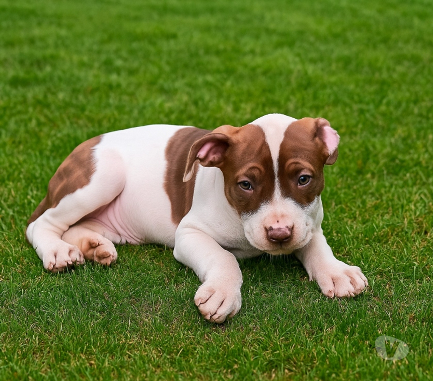 Animais Estimação à Venda Barueri SP - images_alt_text Filhote de Pit Monster