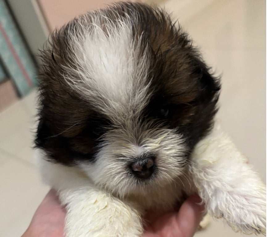 Animais Estimação à Venda Rio de Janeiro RJ Ilha do Governador - Fotos para Vendo 5 machos shitzu