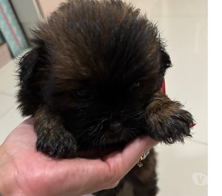Animais Estimação à Venda Rio de Janeiro RJ Ilha do Governador - Fotos para Vendo 5 machos shitzu