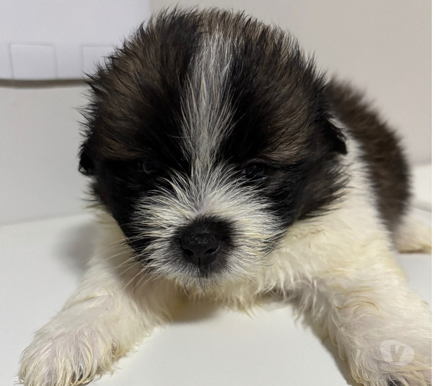 Animais Estimação à Venda Rio de Janeiro RJ Ilha do Governador - Fotos para Vendo 5 machos shitzu