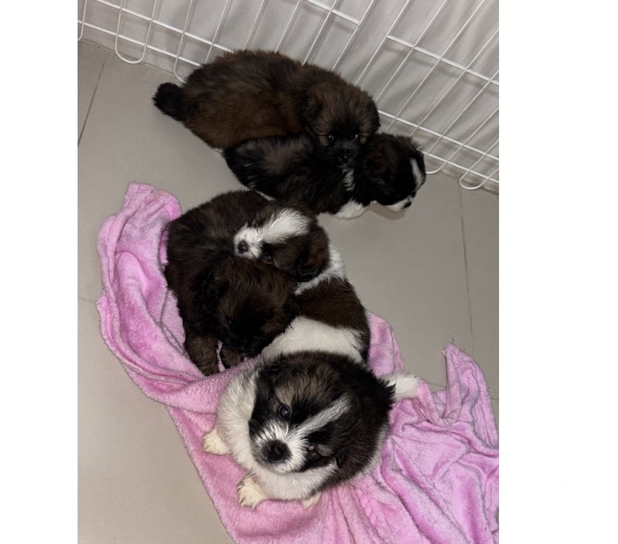 Animais Estimação à Venda Rio de Janeiro RJ Ilha do Governador - Fotos para Vendo 5 machos shitzu