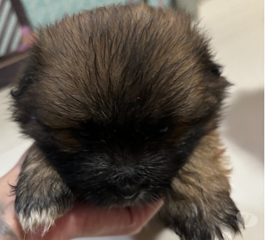 Animais Estimação à Venda Rio de Janeiro RJ Ilha do Governador - Fotos para Vendo 5 machos shitzu