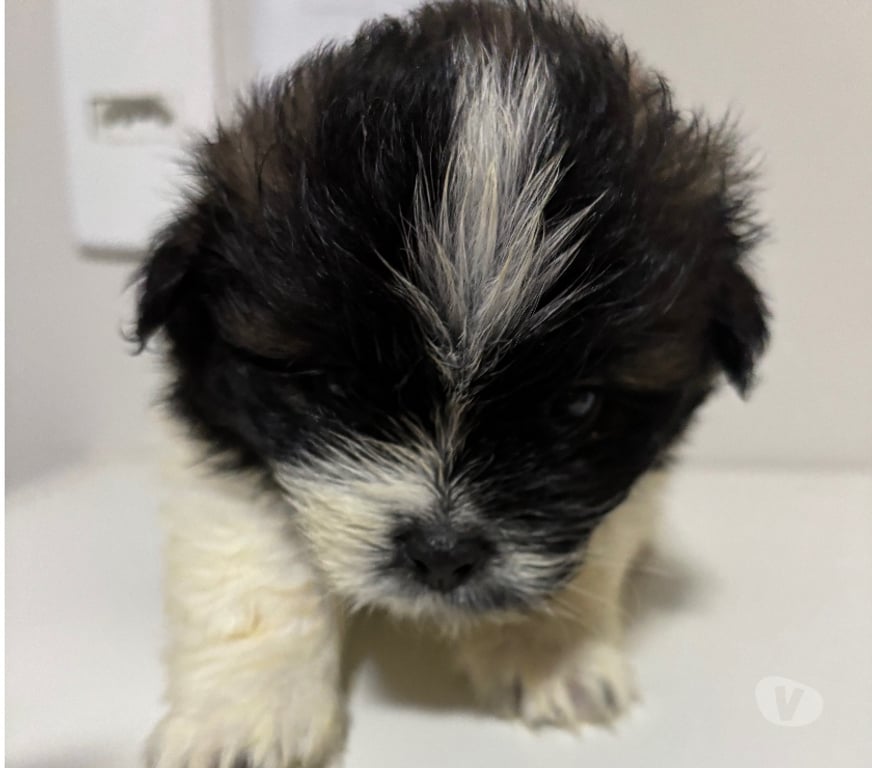 Animais Estimação à Venda Rio de Janeiro RJ Ilha do Governador - Fotos para Vendo 5 machos shitzu