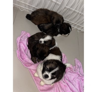 Animais Estimação à Venda Ilha do Governador Rio de Janeiro RJ - Fotos para Vendo 5 machos shitzu