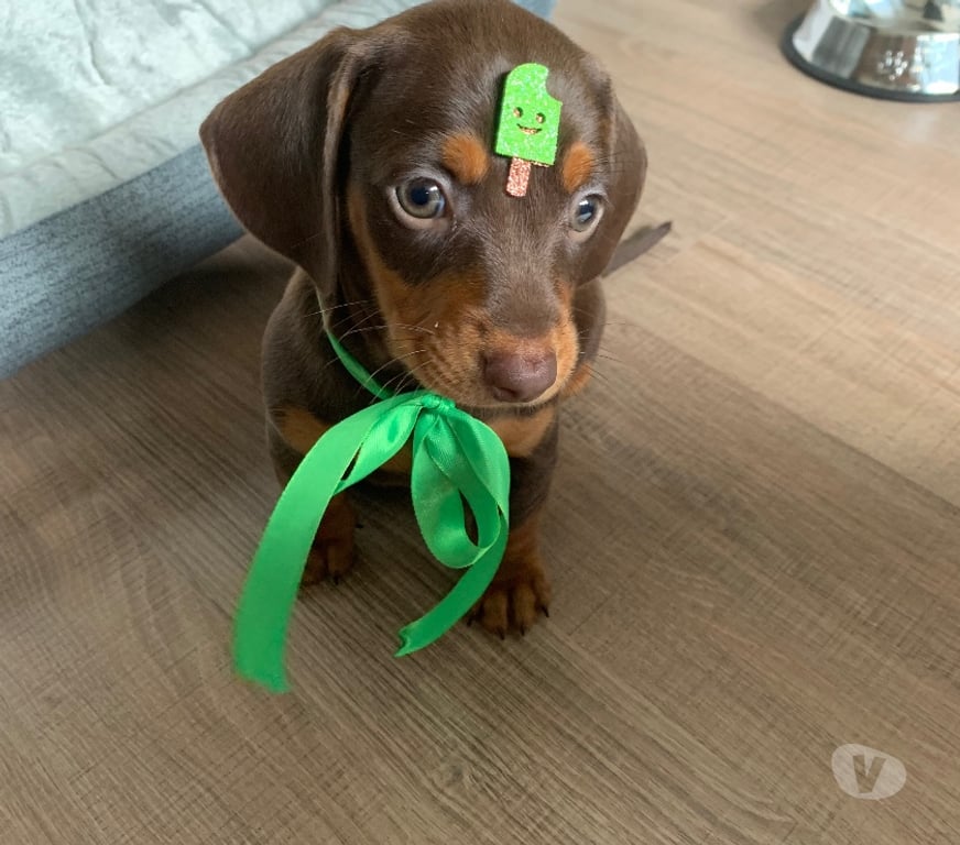 Animais Estimação à Venda Rio de Janeiro RJ Engenho De Dentro - Fotos para Filhote de Dachshund Chocolate – Pelo Curto