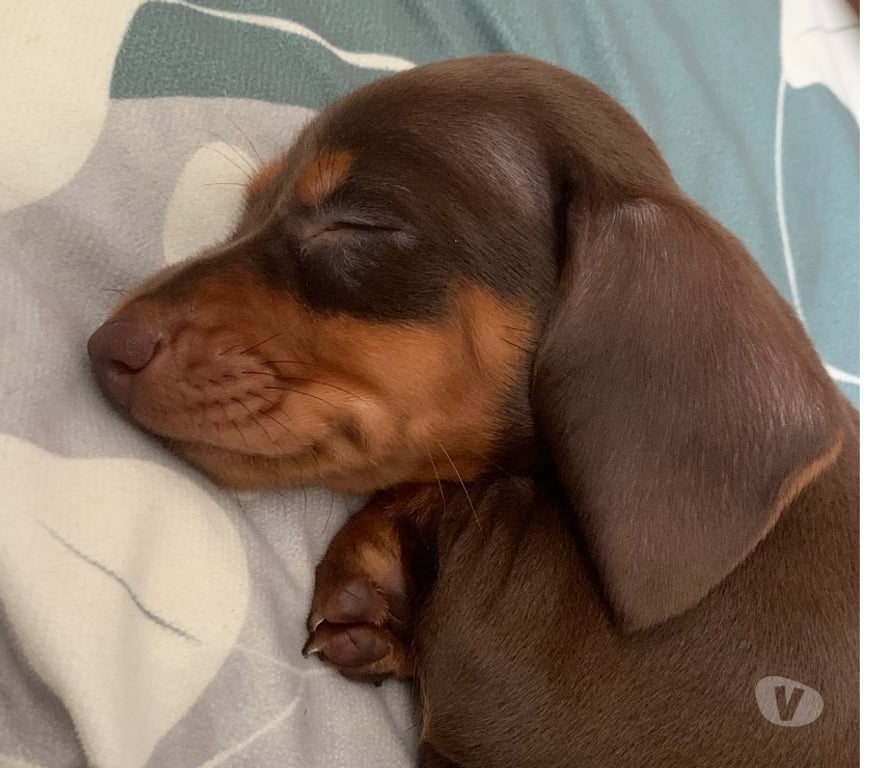 Animais Estimação à Venda Rio de Janeiro RJ Engenho De Dentro - Fotos para Filhote de Dachshund Chocolate – Pelo Curto