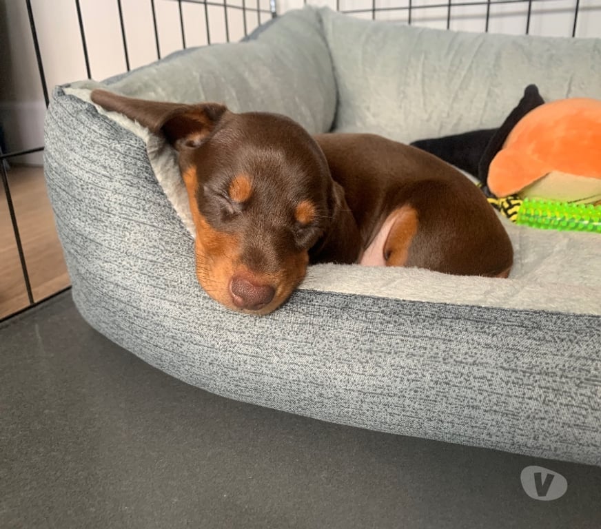 Animais Estimação à Venda Rio de Janeiro RJ Engenho De Dentro - Fotos para Filhote de Dachshund Chocolate – Pelo Curto