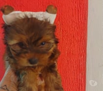 Filhotes de York micro já com a primeira dose da vacina .