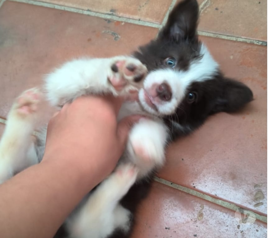 Animais Estimação à Venda Campo Grande MS - Fotos para Filhote BORDER COLLIE