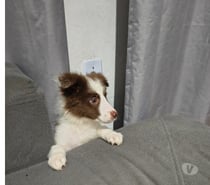 Filhote BORDER COLLIE