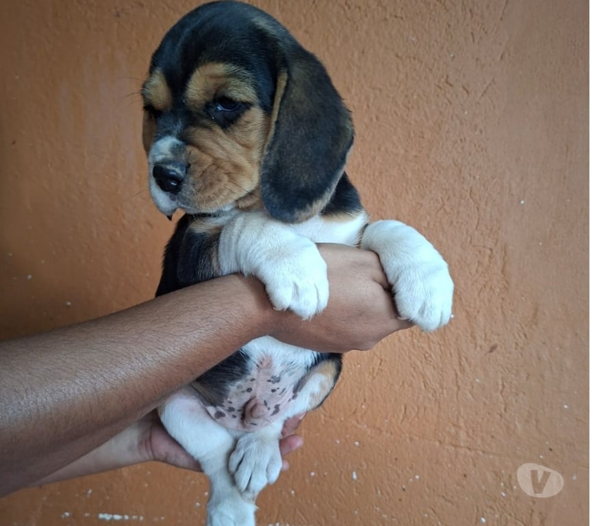 Animais Estimação à Venda Curvelo MG - Fotos para Filhotes Beagle