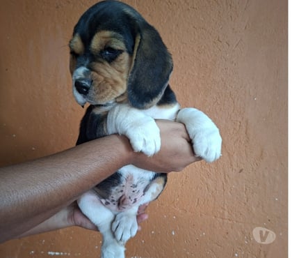 Animais Estimação à Venda - Fotos para Filhotes Beagle