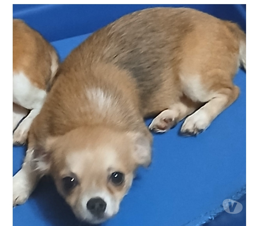 Animais Estimação à Venda Florianopolis SC Florianópolis Outros - Fotos para Chihuahua filhote