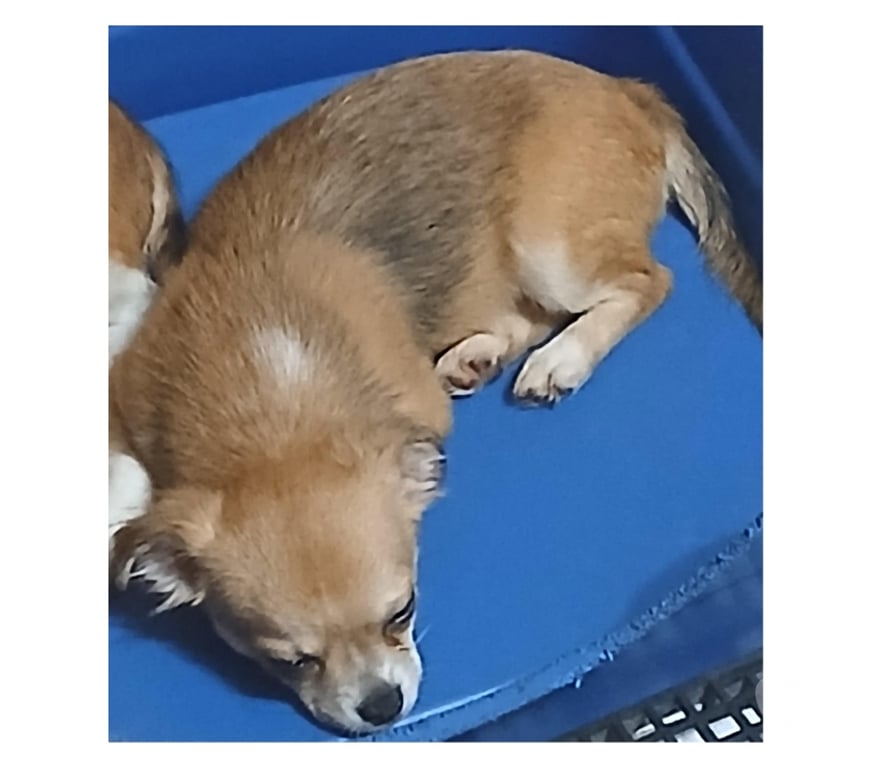 Animais Estimação à Venda Florianopolis SC Florianópolis Outros - Fotos para Chihuahua filhote