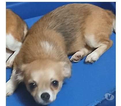 Animais Estimação à Venda Florianópolis Outros Florianopolis SC - Fotos para Chihuahua filhote