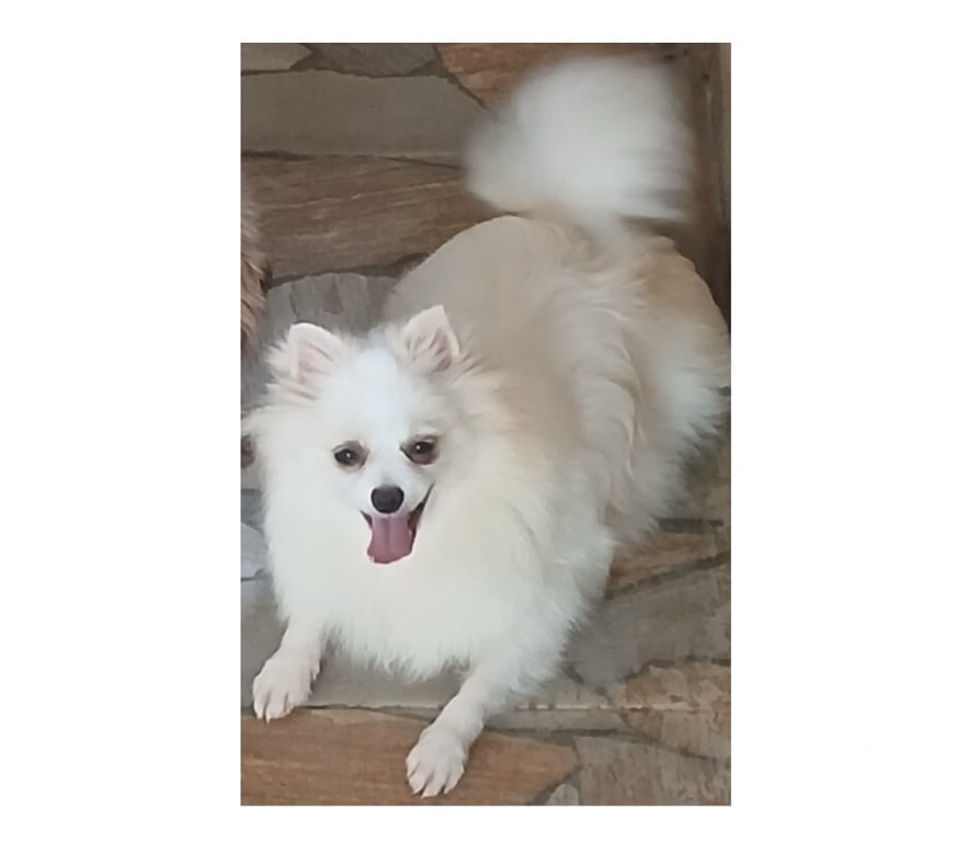 Animais Estimação à Venda Florianopolis SC Florianópolis Outros - Fotos para Spitz alemão femea