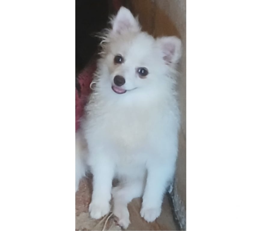 Animais Estimação à Venda Florianopolis SC Florianópolis Outros - Fotos para Spitz alemão femea