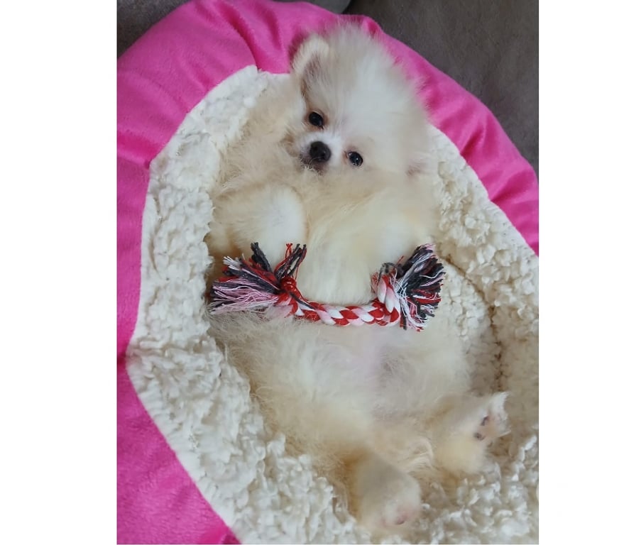 Animais Estimação à Venda Florianopolis SC Florianópolis Outros - images_alt_text Spitz lulu da pomerania