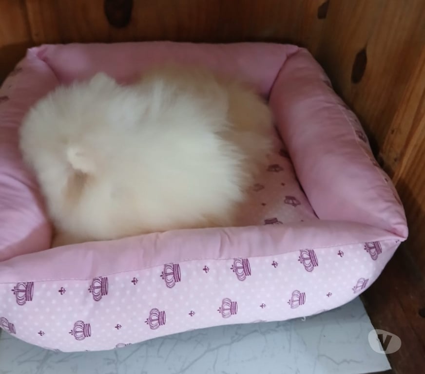 Animais Estimação à Venda Florianopolis SC Florianópolis Outros - images_alt_text Spitz lulu da pomerania