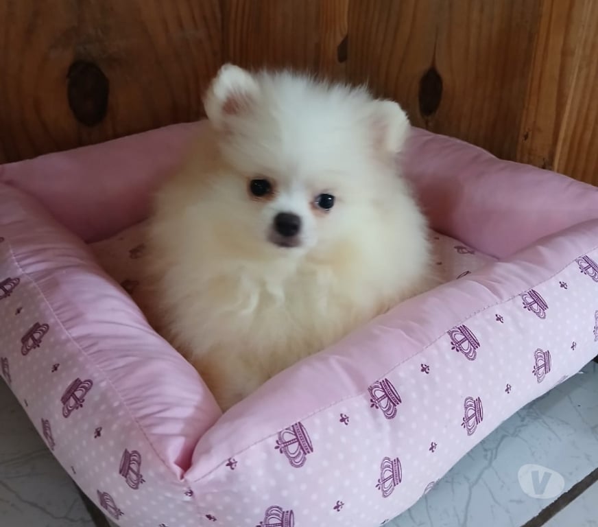 Animais Estimação à Venda Florianopolis SC Florianópolis Outros - images_alt_text Spitz lulu da pomerania