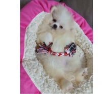 Spitz lulu da pomerania