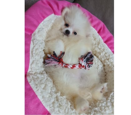 Animais Estimação à Venda Florianópolis Outros Florianopolis SC - Fotos para Spitz lulu da pomerania