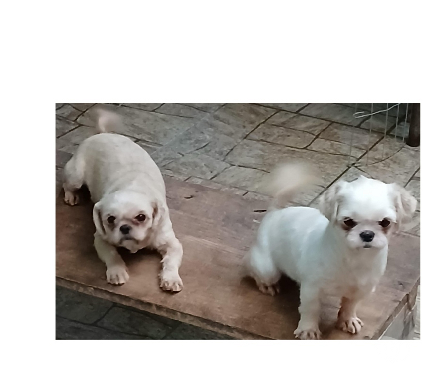 Animais Estimação à Venda Florianopolis SC Florianópolis Outros - Fotos para Shihtzu femeas adultas