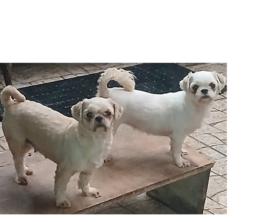 Animais Estimação à Venda Florianopolis SC Florianópolis Outros - Fotos para Shihtzu femeas adultas