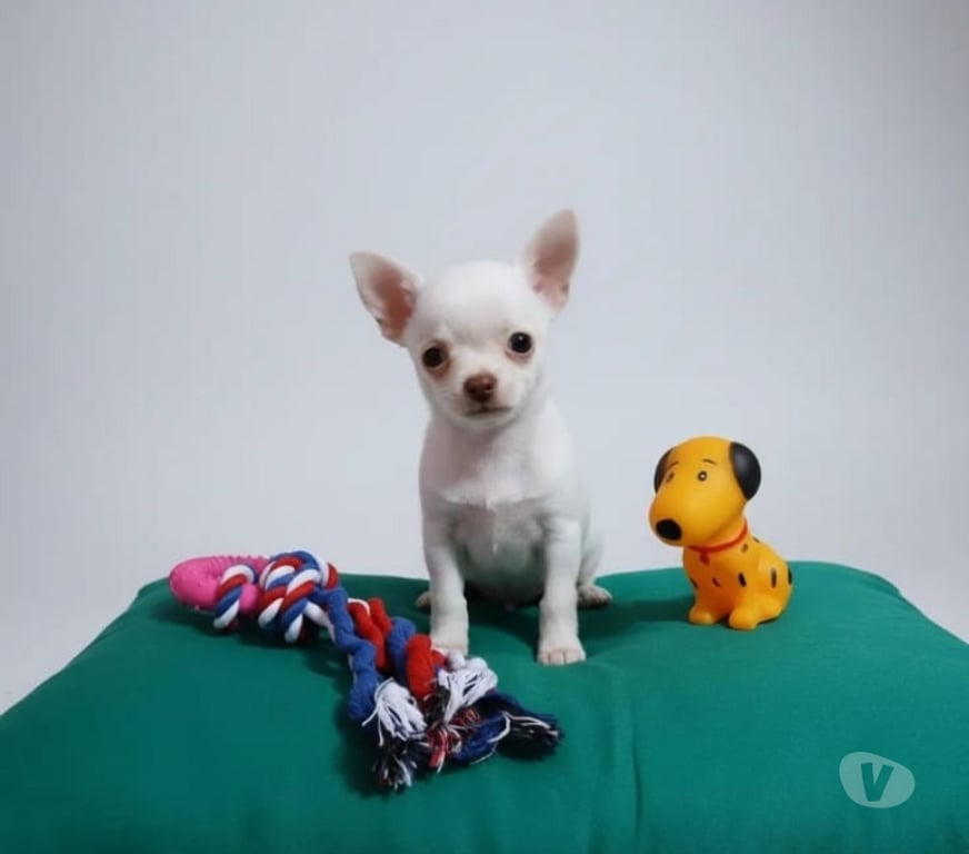 Animais Estimação à Venda Florianopolis SC Florianópolis Outros - Fotos para Chihuahua filhote macho