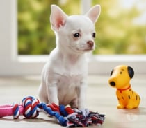 Chihuahua filhote macho