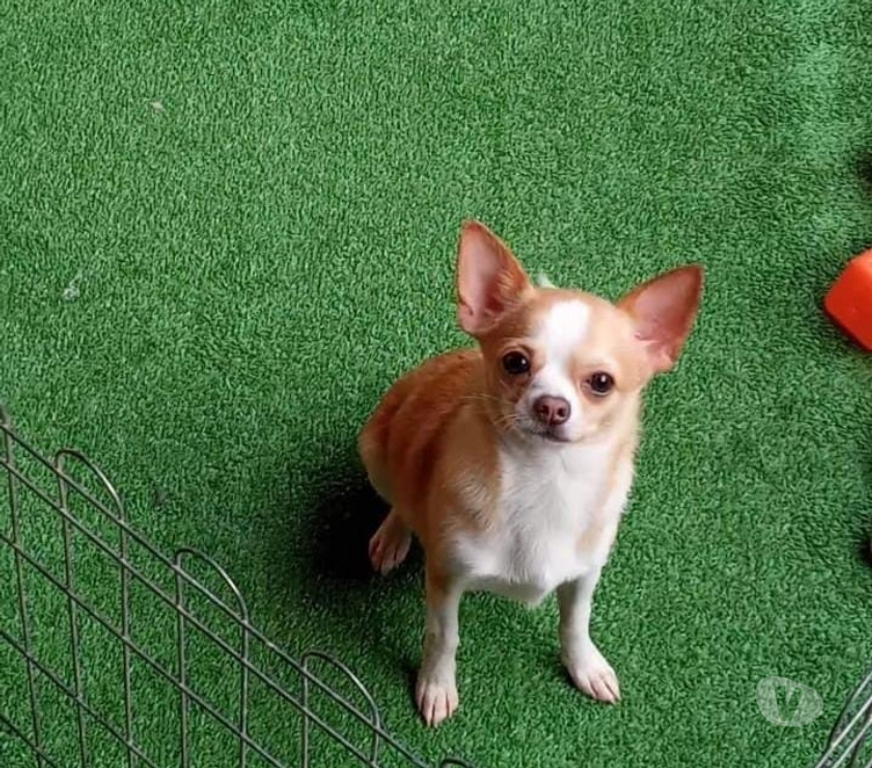 Animais Estimação à Venda Florianopolis SC Florianópolis Outros - Fotos para Chihuahua adulto padreador