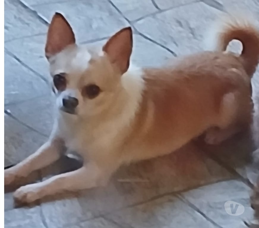 Animais Estimação à Venda Florianopolis SC Florianópolis Outros - Fotos para Chihuahua adulto padreador