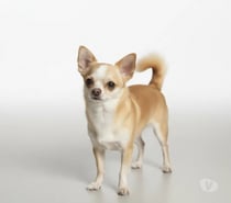 Chihuahua adulto padreador