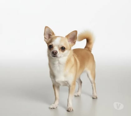 Animais estimação à venda Florianópolis Outros Florianopolis SC - Fotos para Chihuahua adulto padreador