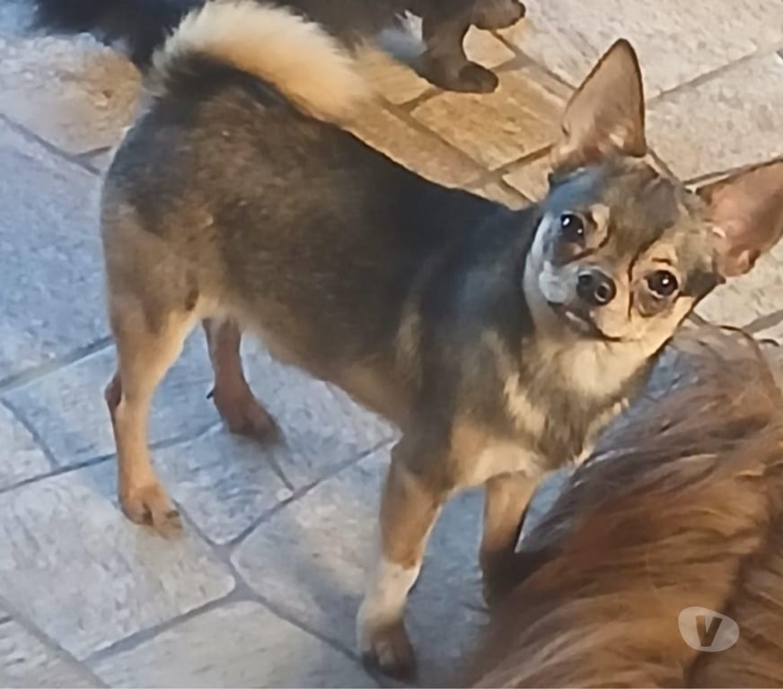 Animais Estimação à Venda Florianopolis SC Florianópolis Outros - Fotos para chihuahua machinho jovem