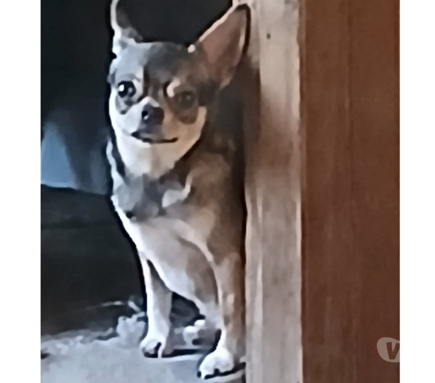 Animais Estimação à Venda Florianopolis SC Florianópolis Outros - Fotos para chihuahua machinho jovem