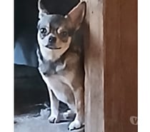 chihuahua machinho jovem