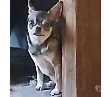 Animais estimação à venda Florianópolis Outros Florianopolis SC - Fotos para chihuahua machinho jovem