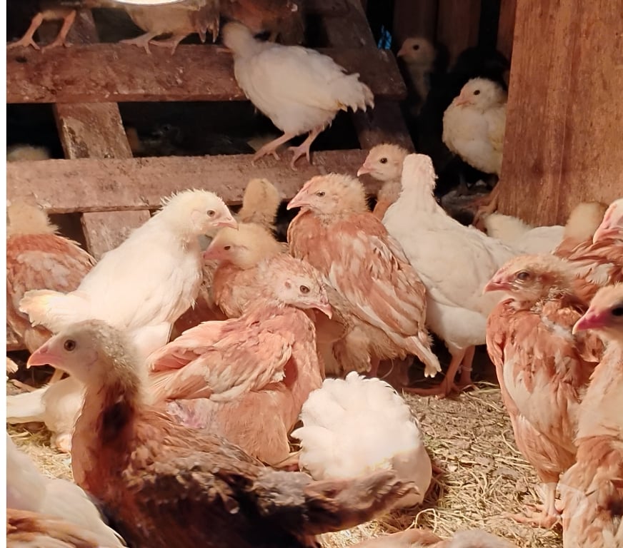 Animais do Campo Palhoca SC - Fotos para Vendo pintinhos da galinhas de Alta postura