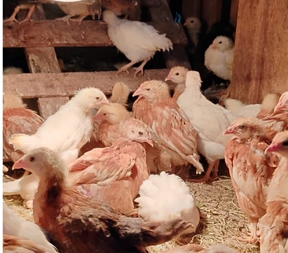 Animais do Campo - Fotos para Vendo pintinhos da galinhas de Alta postura