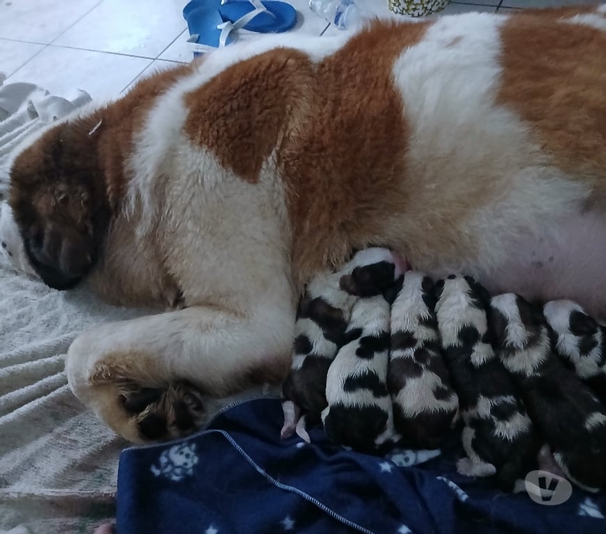 Animais Estimação à Venda Sao Paulo SP Santo Amaro - Fotos para Cão São Bernardo