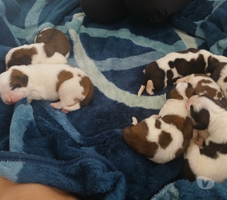 Animais Estimação à Venda Sao Paulo SP Santo Amaro - Fotos para Cão São Bernardo